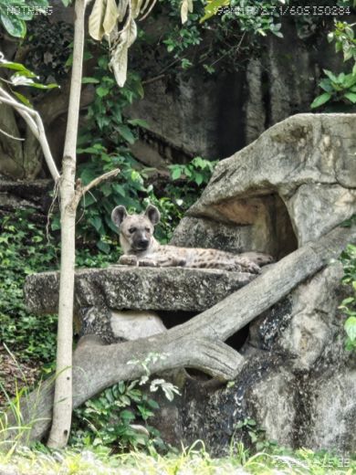 กิจกรรมปลูกป่าในส่วนสัตว์เขาเขียว