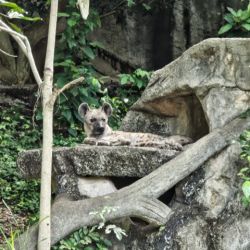 กิจกรรมปลูกป่าในส่วนสัตว์เขาเขียว