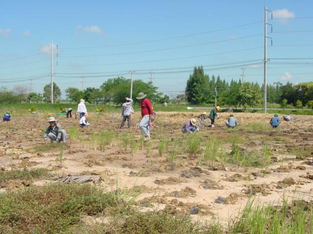 An attempt to recover and resolve the salted land