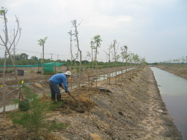 Pimai employees have cooperated to grow the salt tolerant trees.