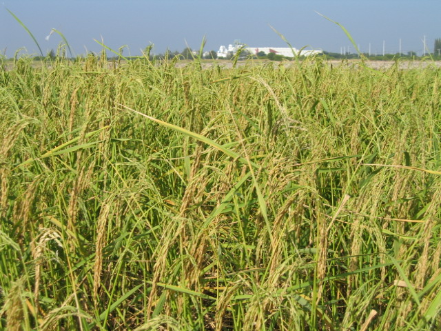Rice produced the panicle prior to harvesting.