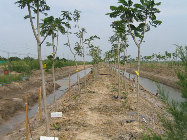 Salt tolerant trees after growing for 1-2 years.