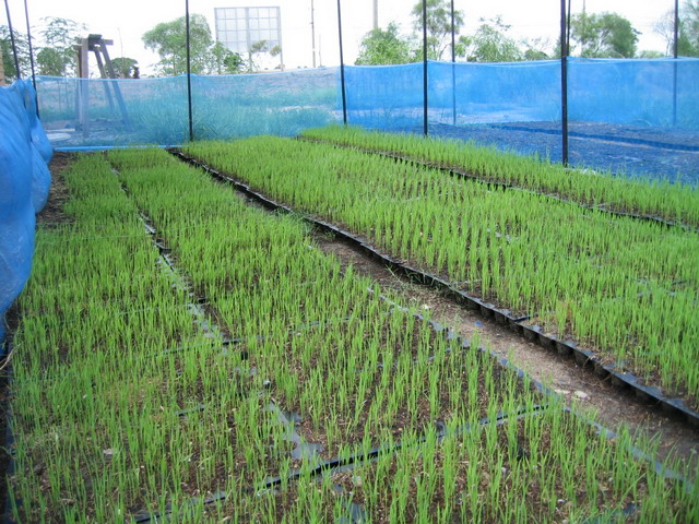Rice seedlings were grown in the transplanting tray for salt-tolerant improvement.