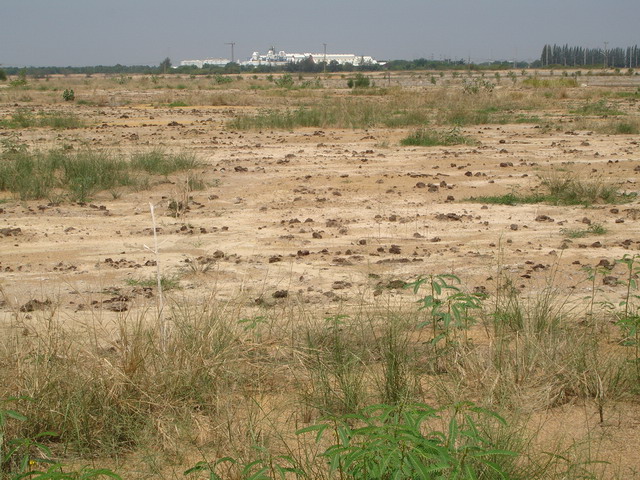 Organic matter was added into the soil to decrease the salinity problem.