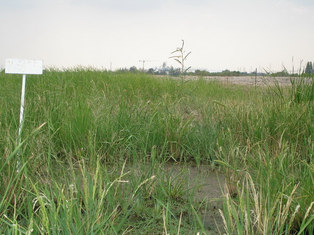 พยายามในการแก้ไขปัญหาดินเค็มโดยการเติมอินทรียวัตถุให้กับดิน