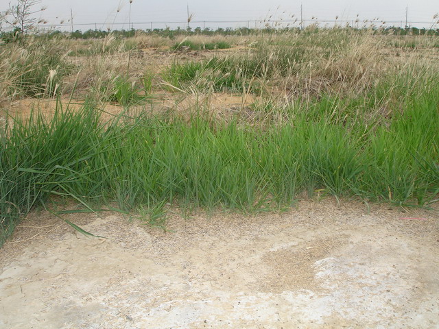 Organic matter was added into the soil to decrease the salinity problem.