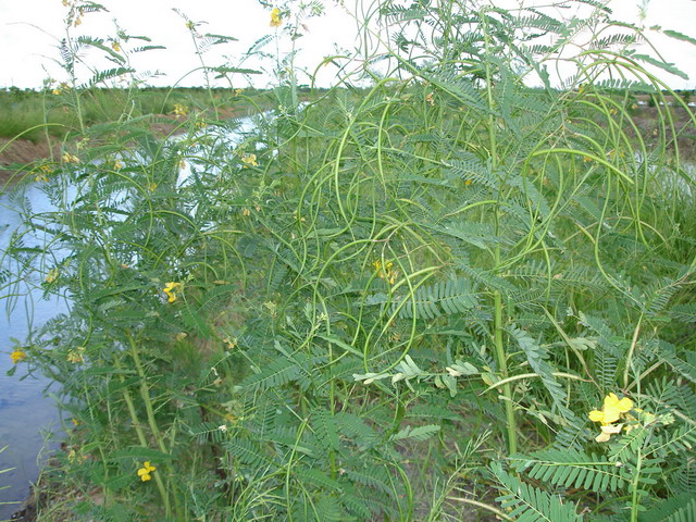 Sesbania is flowering and setting the seed.