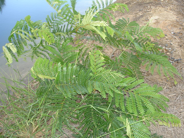 Pimai employees have cooperated to grow the salt tolerant trees.