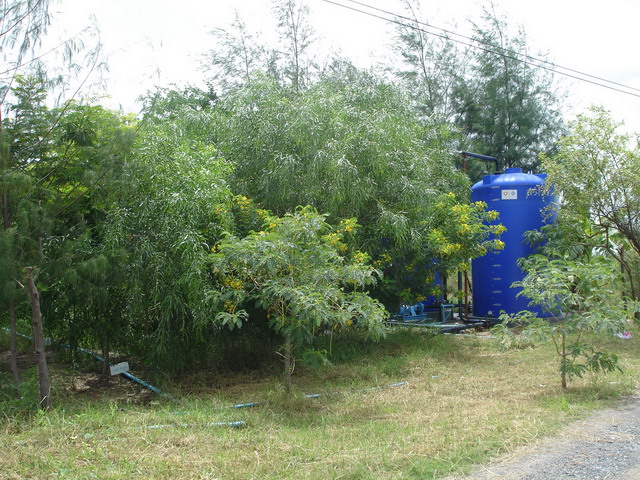 Salt tolerant trees after growing for 1-2 years.