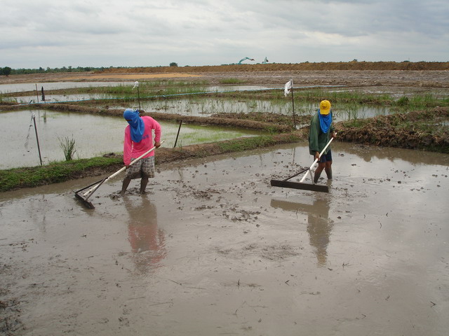 Seed germination plot preparation