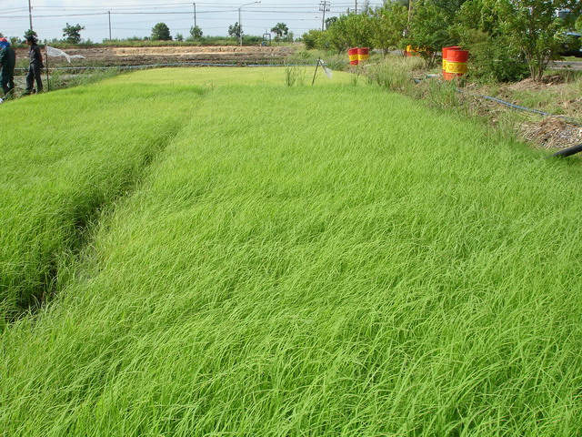 Hommali rice seedlings were grown in the transplanting plot for cultivation development.