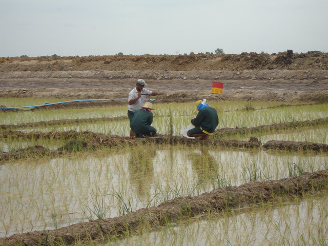 After germination for 1 month, seedlings were transplanted to the rice field.