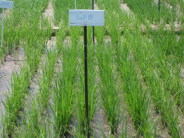 Rice seedlings were grown for 1 month in the field for the salt tolerant improvement.