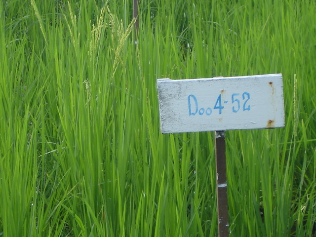 Rice developed to the flowering bud.