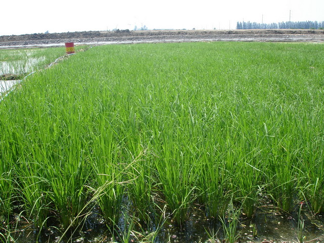 Rice developed the sprout before flowering bud initiation.