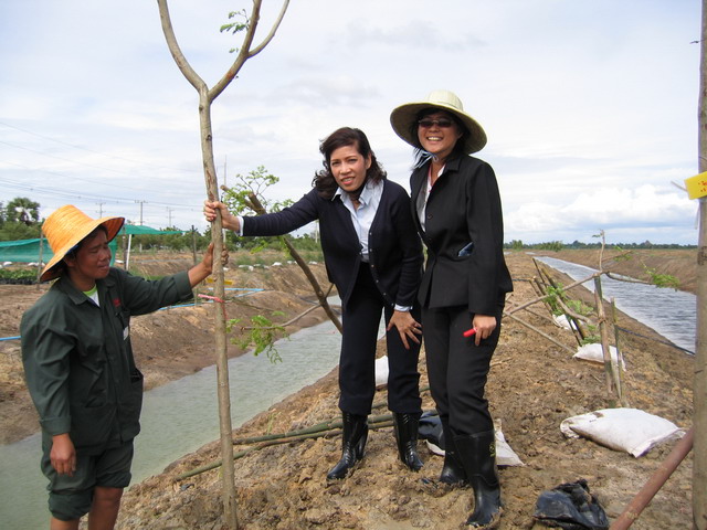 Pimai employees have cooperated to grow the salt tolerant trees.